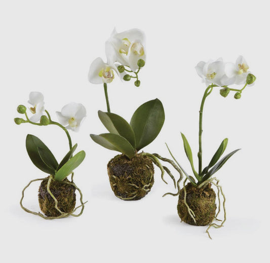 Orchid Drop In- Set of 3